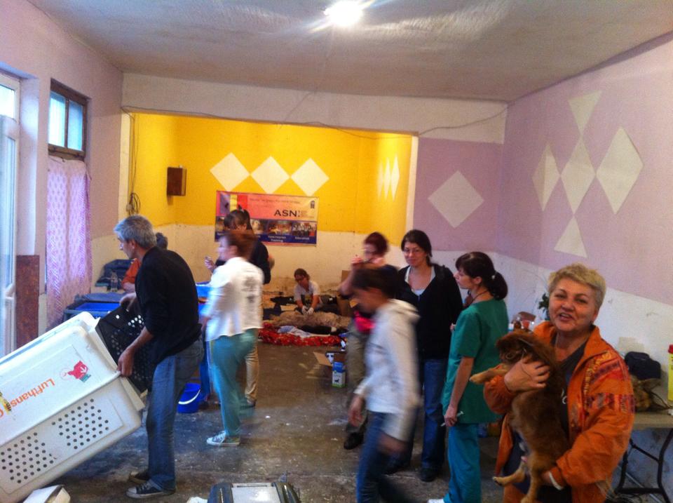 Photo 4 from ROMANIA ANIMAL RESCUE INC DBA ANIMAL SPAY NEUTER INTL